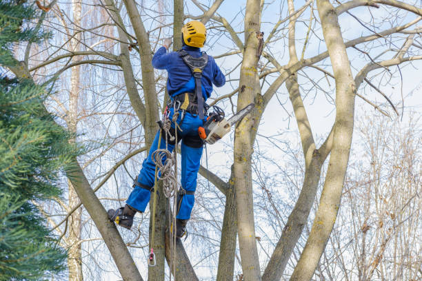 Best Residential Tree Removal  in Great Neck Gardens, NY