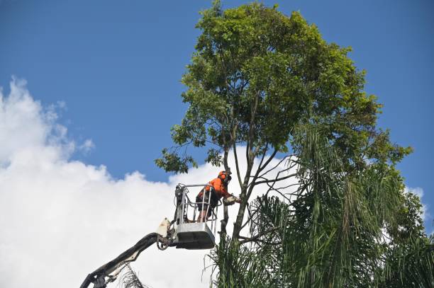 Best Hedge Trimming  in Great Neck Gardens, NY